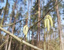 Lecznicza moc leszczyny