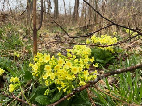 Pierwiosnek wyniosły – zwiastun wiosny i skarb natury